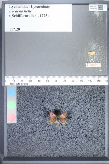 Media type: image;   Entomology 66280